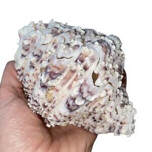 Large Bear Claw, Stawberry Clam, Horse's hoof clam shell